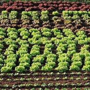 Logo del grupo Escuela Alfabetización Agraria Alpujarra Almeriense 2026